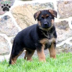 Kody, German Shepherd Puppy