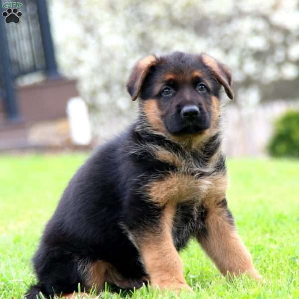 Kolton, German Shepherd Puppy