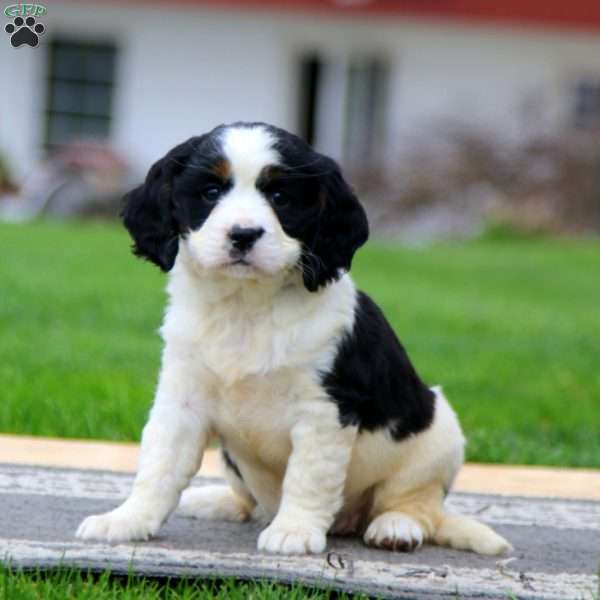 Kookie, Miniature Bernese Mountain Dog Puppy