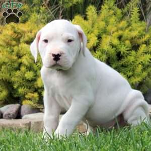 Kyle, Dogo Argentino Puppy