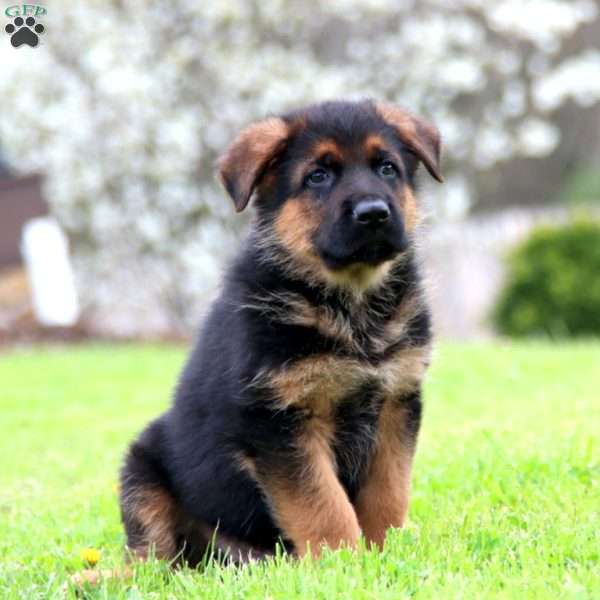 Kyle, German Shepherd Puppy