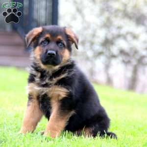 Kyle, German Shepherd Puppy