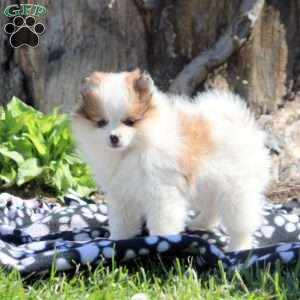 Pomeranian Puppies For Sale - Greenfield Puppies