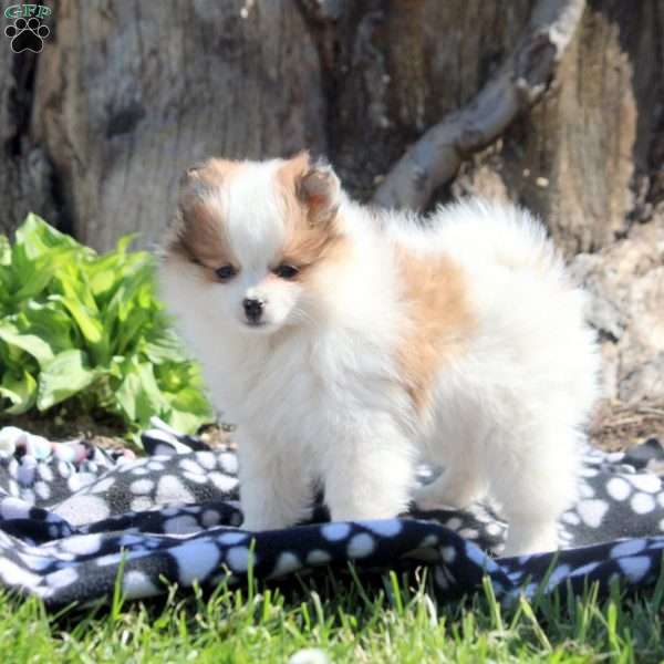 Kylie, Pomeranian Puppy