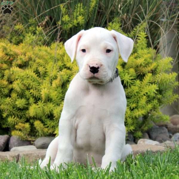 Kylie, Dogo Argentino Puppy