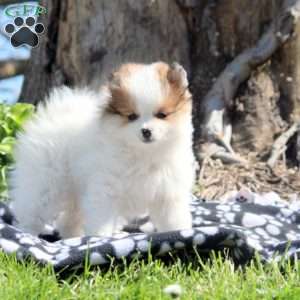 Kylie, Pomeranian Puppy