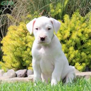 Kylie, Dogo Argentino Puppy