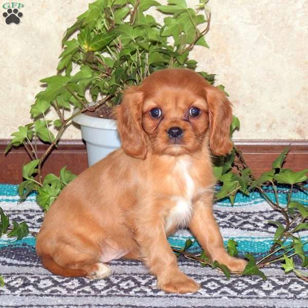 Lacey, Cavalier King Charles Spaniel Puppy