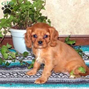 Lacey, Cavalier King Charles Spaniel Puppy