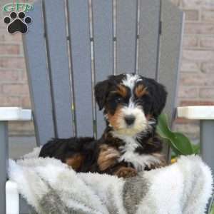 Lacy, Mini Bernedoodle Puppy