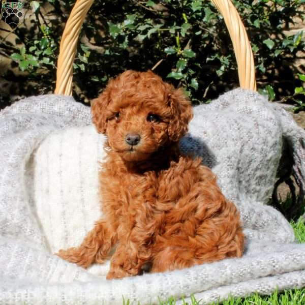 Lakely, Toy Poodle Puppy