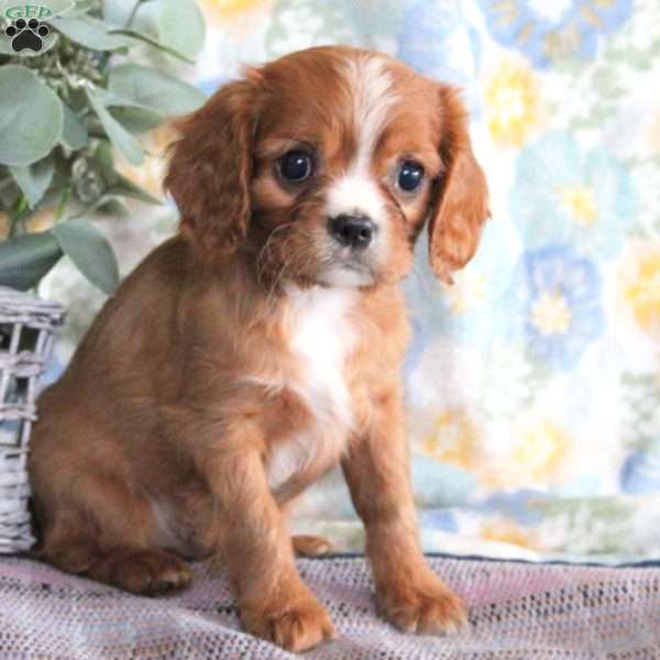 Lance, Cavalier King Charles Spaniel Puppy