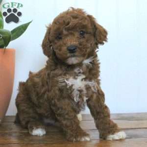 Lance, Miniature Poodle Puppy