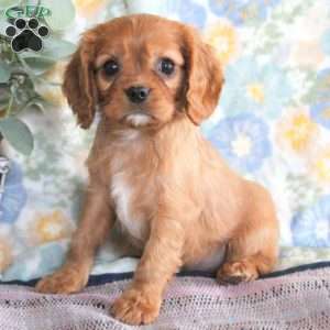 Larry, Cavalier King Charles Spaniel Puppy