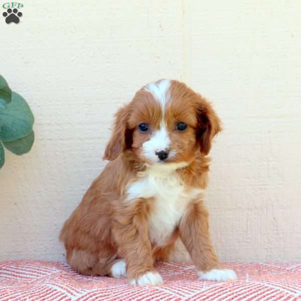 Laura, Cavalier King Charles Mix Puppy