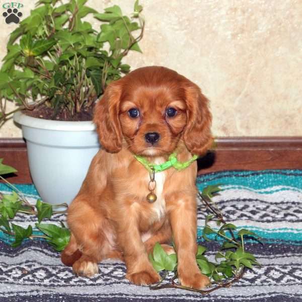 Layla, Cavalier King Charles Spaniel Puppy