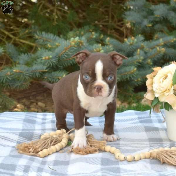 Lego, Boston Terrier Puppy