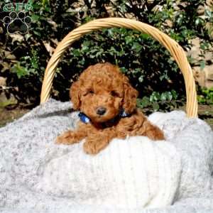 Leo, Toy Poodle Puppy