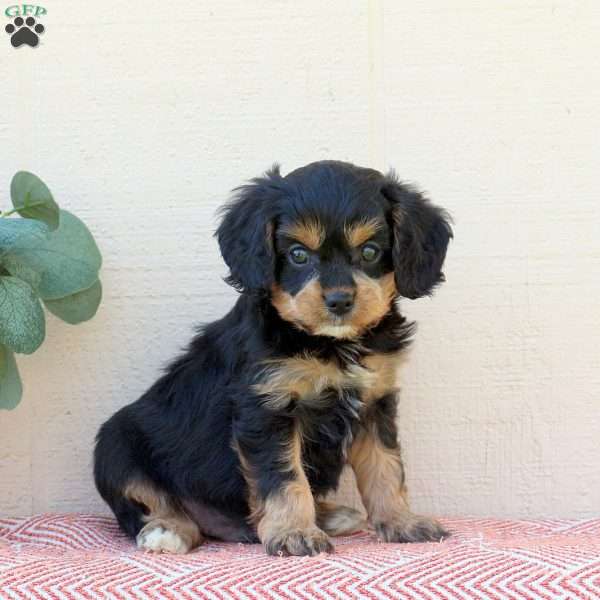 Liam, Cavalier King Charles Mix Puppy