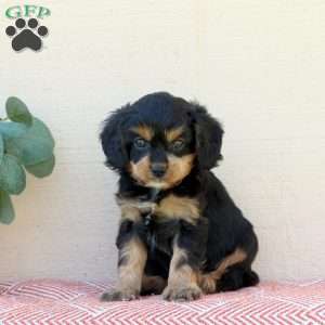 Liam, Cavalier King Charles Mix Puppy