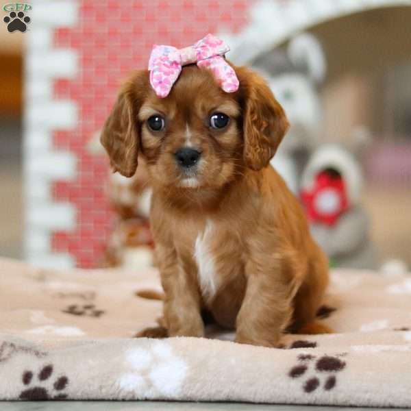 Lila, Cavalier King Charles Spaniel Puppy