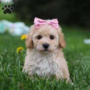 Lilac, Bich-Poo Puppy