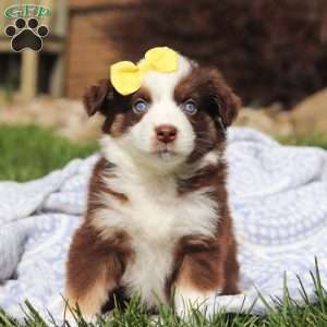 Lillipup, Miniature Australian Shepherd Puppy
