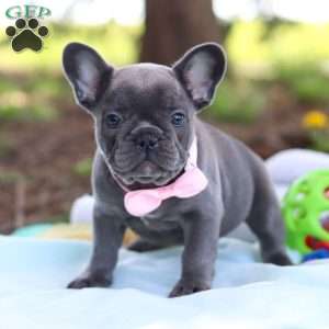 Lilly, French Bulldog Puppy