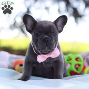 Lilly, French Bulldog Puppy