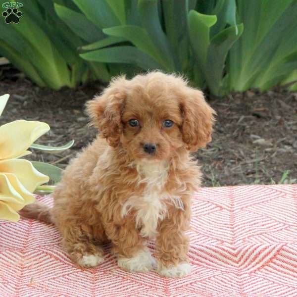 Lilo, Cavapoo Puppy