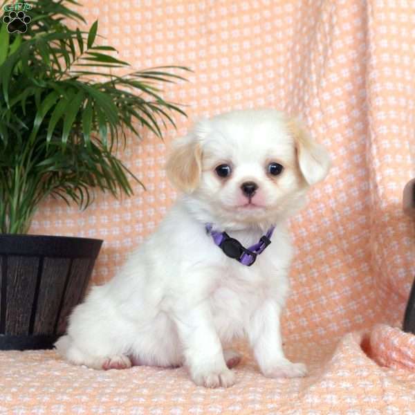 Lilo, Japanese Chin Mix Puppy