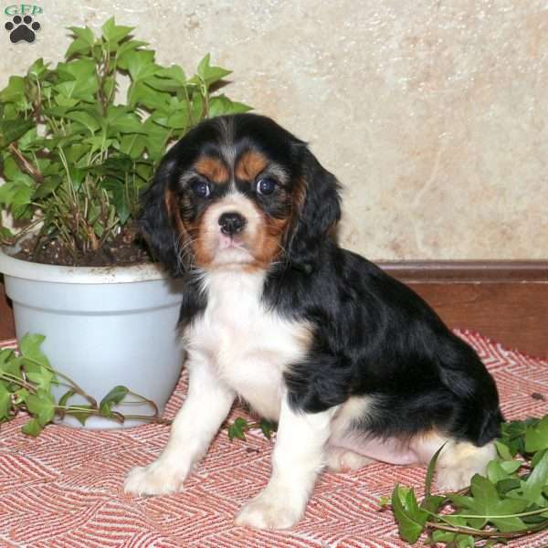 Lily, Cavalier King Charles Spaniel Puppy