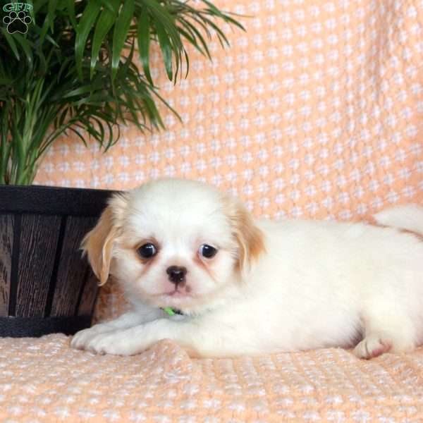 Lily, Japanese Chin Mix Puppy