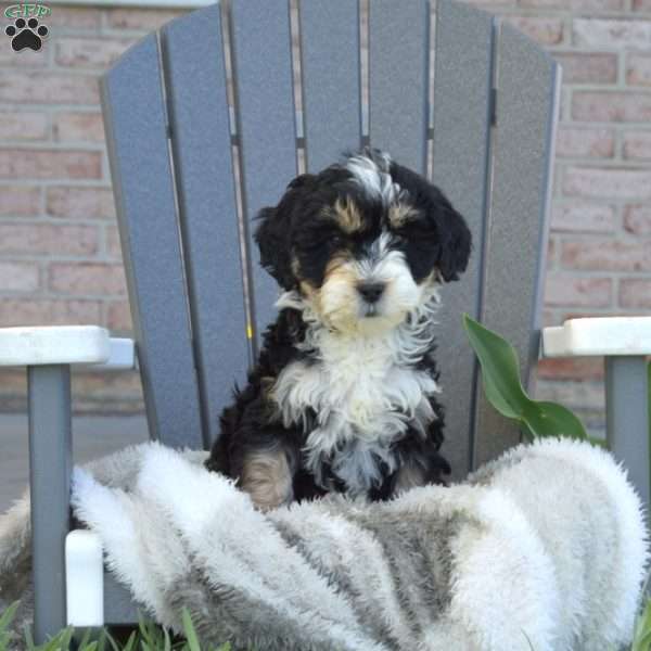 Lily, Mini Bernedoodle Puppy
