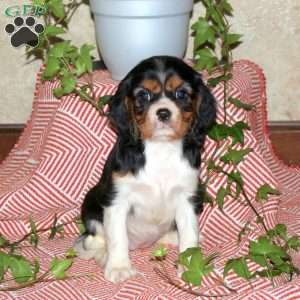Lily, Cavalier King Charles Spaniel Puppy