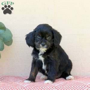 Lily, Cavalier King Charles Mix Puppy