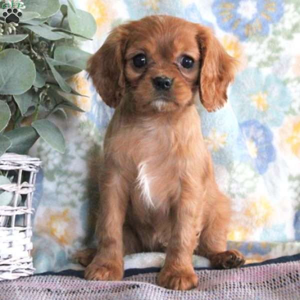 Liz, Cavalier King Charles Spaniel Puppy