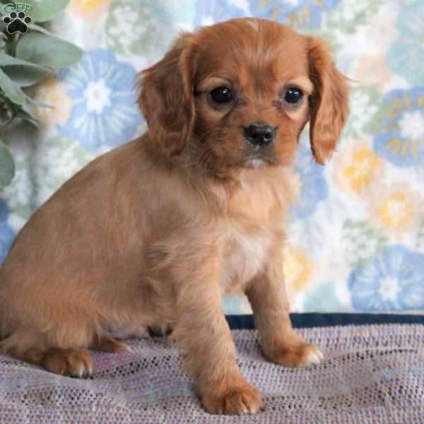 Logan, Cavalier King Charles Spaniel Puppy