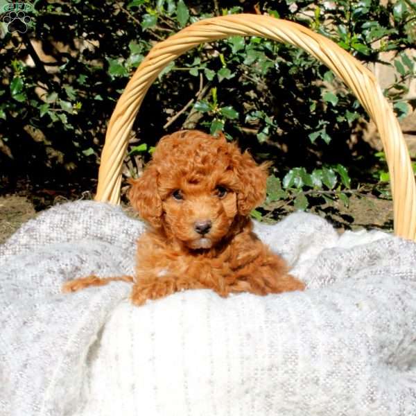 Lola, Toy Poodle Puppy