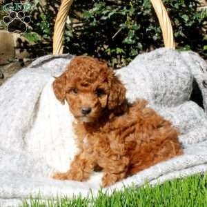 Lola, Toy Poodle Puppy