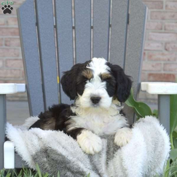 Louie, Mini Bernedoodle Puppy
