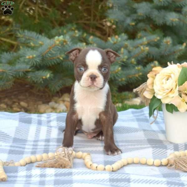 Louie, Boston Terrier Puppy