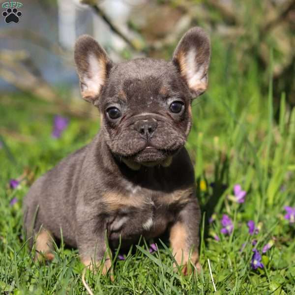 Louise, French Bulldog Puppy