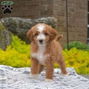 Lucky, Miniature Poodle Puppy