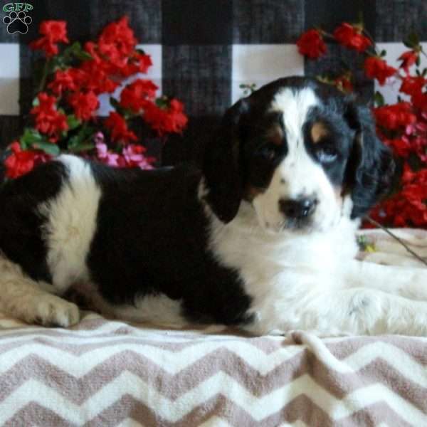 Lucky, English Springer Spaniel Puppy