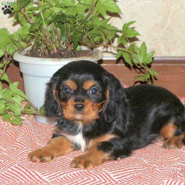 Lucy, Cavalier King Charles Spaniel Puppy