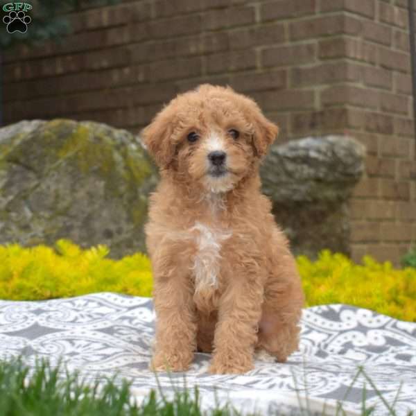Lucy, Miniature Poodle Puppy