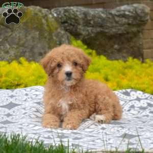 Lucy, Miniature Poodle Puppy