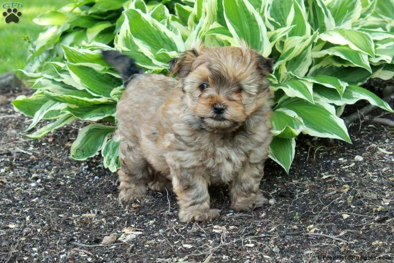 Luke - Yorkie-Chon Puppy For Sale in Pennsylvania