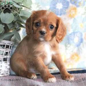 Luke, Cavalier King Charles Spaniel Puppy